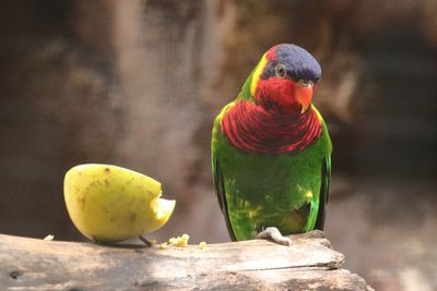 Ornate Lorikeet