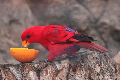 Red Lory