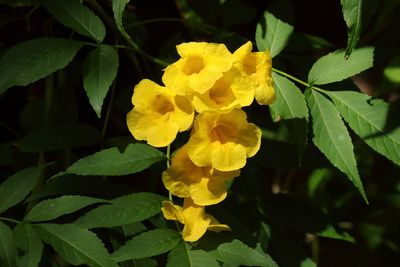 Yellow Trumpetbush