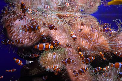 Clown fish