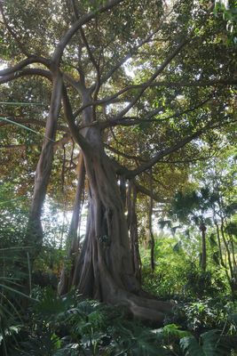 Botanical Garden