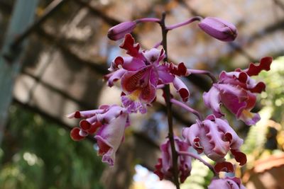 Botanical Garden