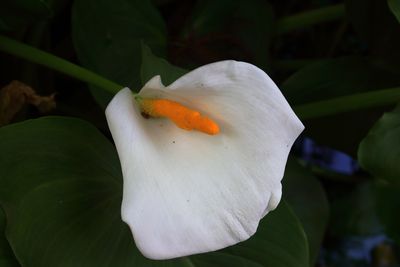 Botanical Garden