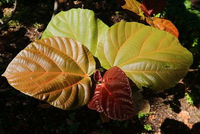 Botanical Garden
