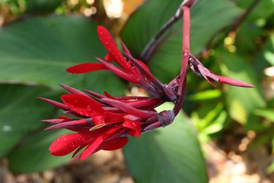 Botanical Garden