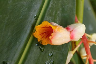 Botanical Garden