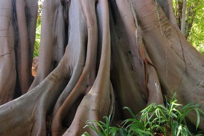 Botanical Garden