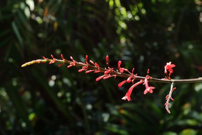 Botanical Garden