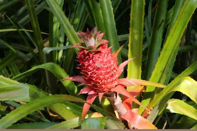 Botanical Garden