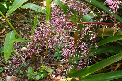 Botanical Garden