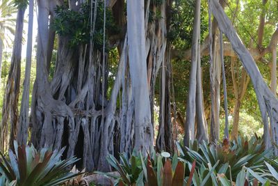 Botanical Garden