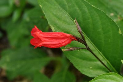 Botanical Garden