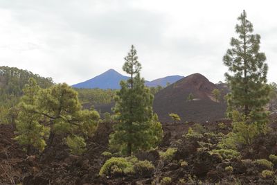 On the trail around the Montaa de Los Poleos