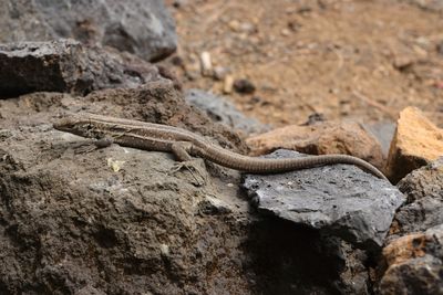 Female Tenerife Lizard