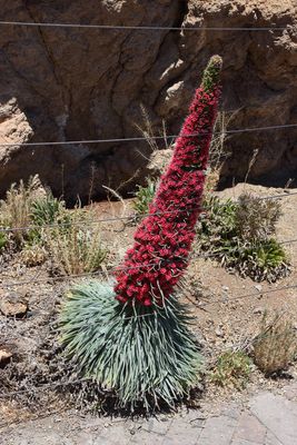 Teide snake head
