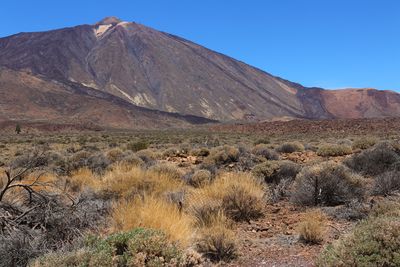 Teide - White Canadas