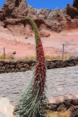 Teide snake head