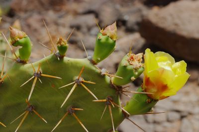 Prickly Pear cactus