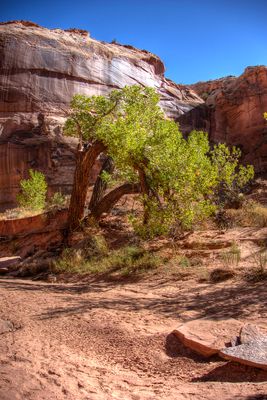 Cottonwood and canyon wall