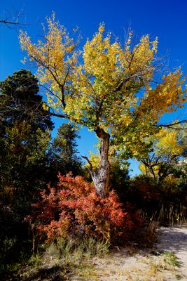 Fall colors