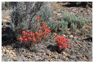 Desert blooms