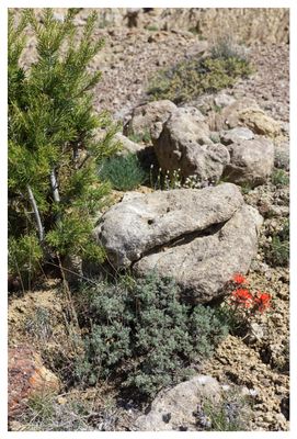 Desert garden