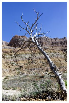Tree and cliff