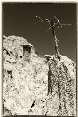 The witching stick in sepia
