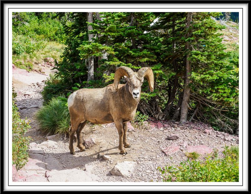 Bighorn Sheep