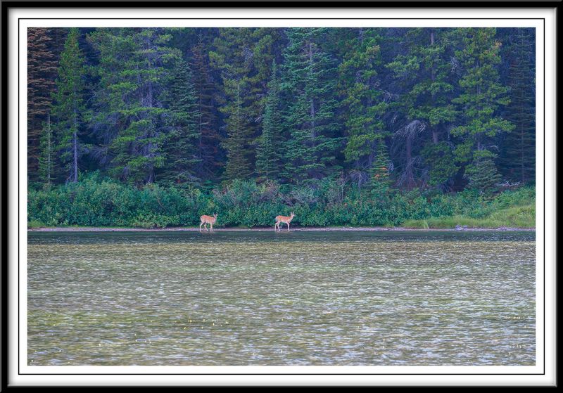 Deers in late afternoon at Fishercap Lake