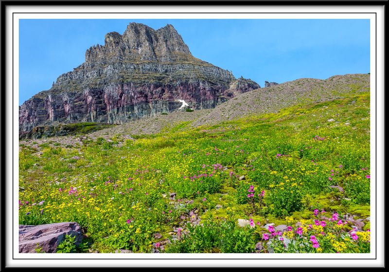 Wildflowers along Hidden Lake Trail