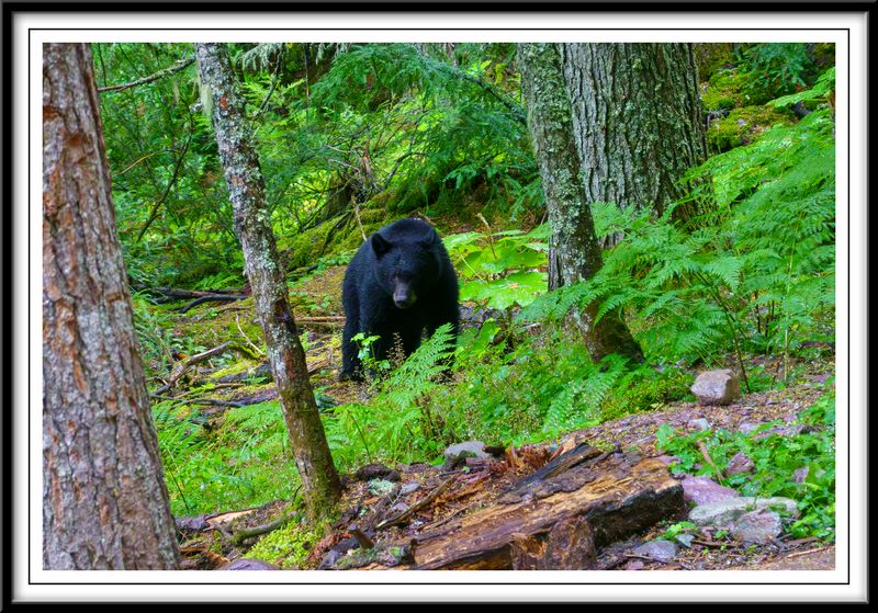 Black Bear near Avalanche Lake