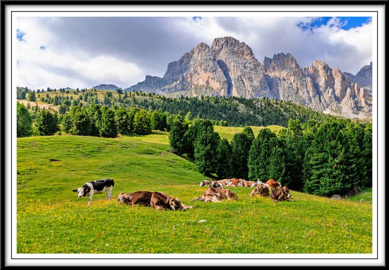 Cows