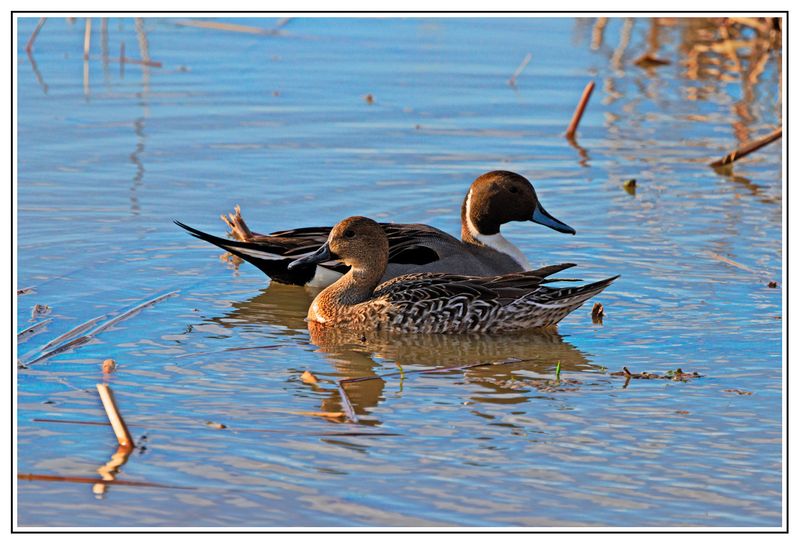 Northern Pintails