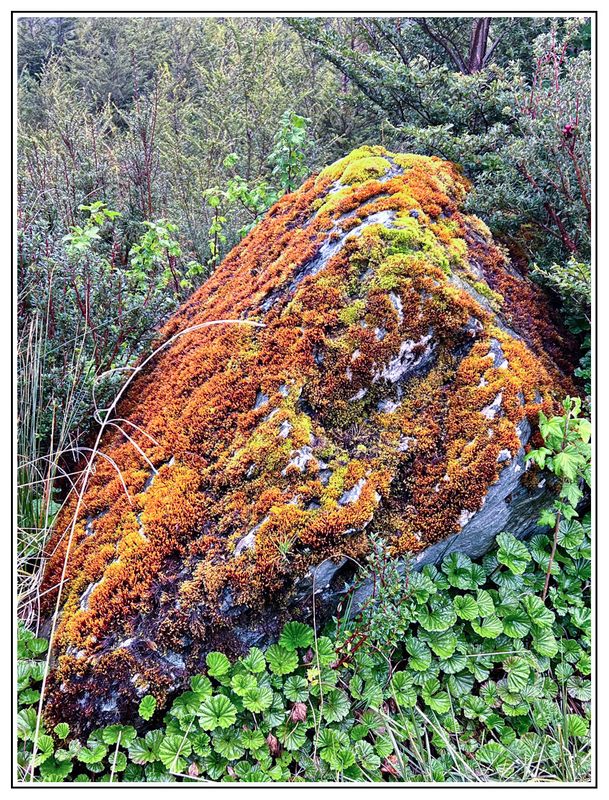 Moss Covered Rock