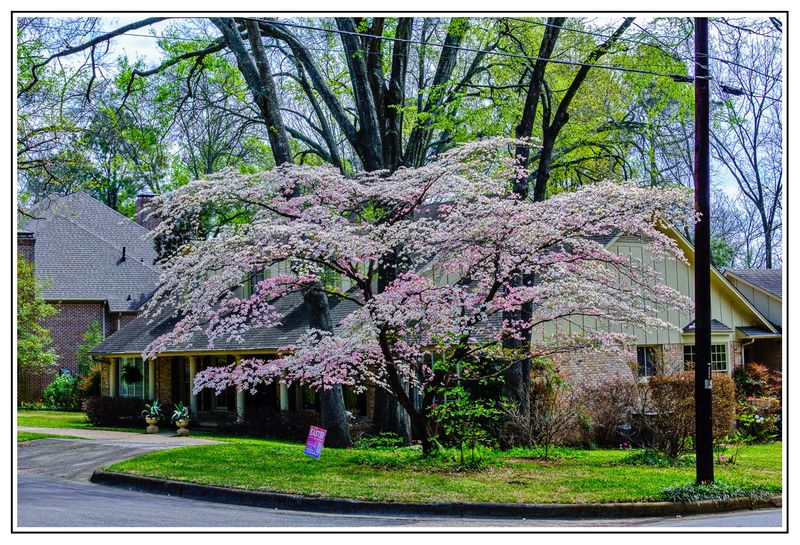 Dogwoods in Tyler