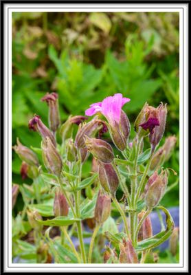 Lewis Monkeyflower