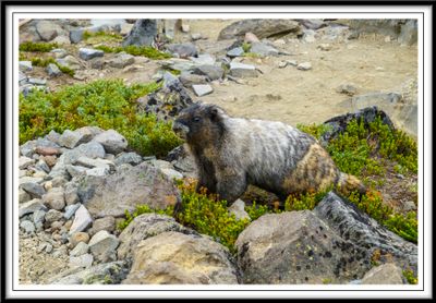 Marmot