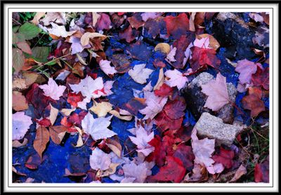 Colors on Bowl Trail