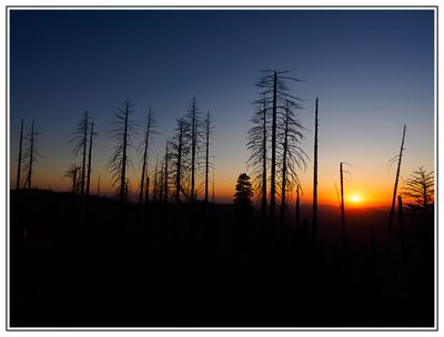 Sunset among burned trees