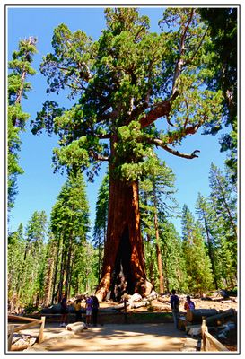 Grizzly Giant
