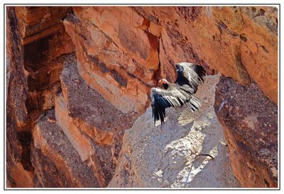 California Condor