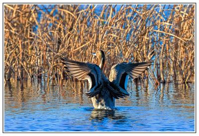 Northern Pintail