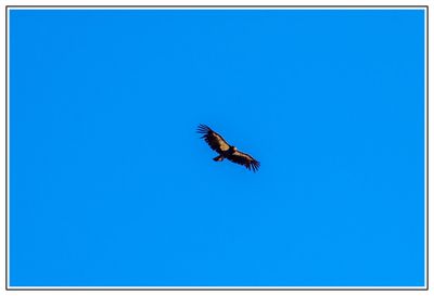 Condor Soaring in Sky
