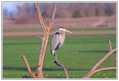 Great Blue Heron
