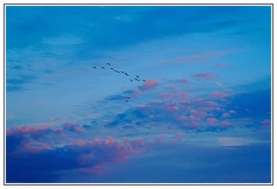 Geese Flying into Sunset