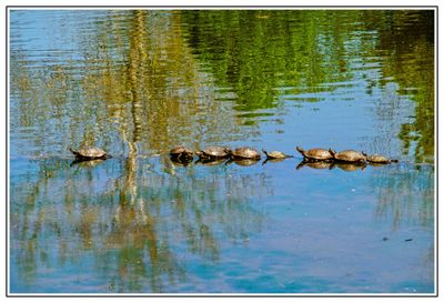 Turtles in a Line