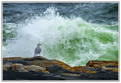 American Herring Gull