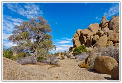 Lone Live Oak