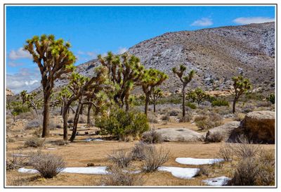 Snow and Joshua Trees